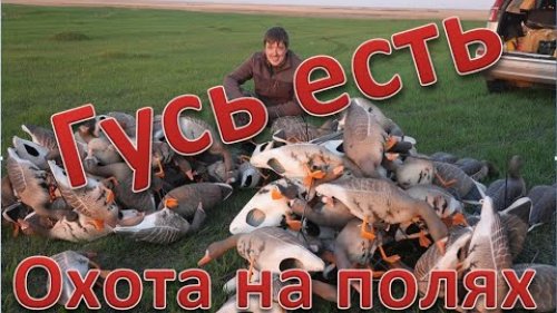 Нашли гуся. Охота прет. Found a goose. Hunting rushing. 4K