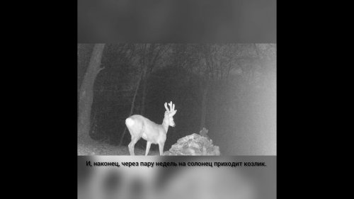 Новости с солонца. Хромой барсук и долгожданный козлик.