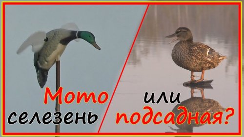 Подсадная или механический селезень? Что лучше?