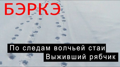 По следам волчьей стаи. Выживший рябчик.
