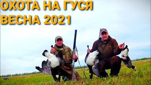 ОХОТА НА ГУСЯ.УДАЧНО ЗАКРЫЛИ СЕЗОН.