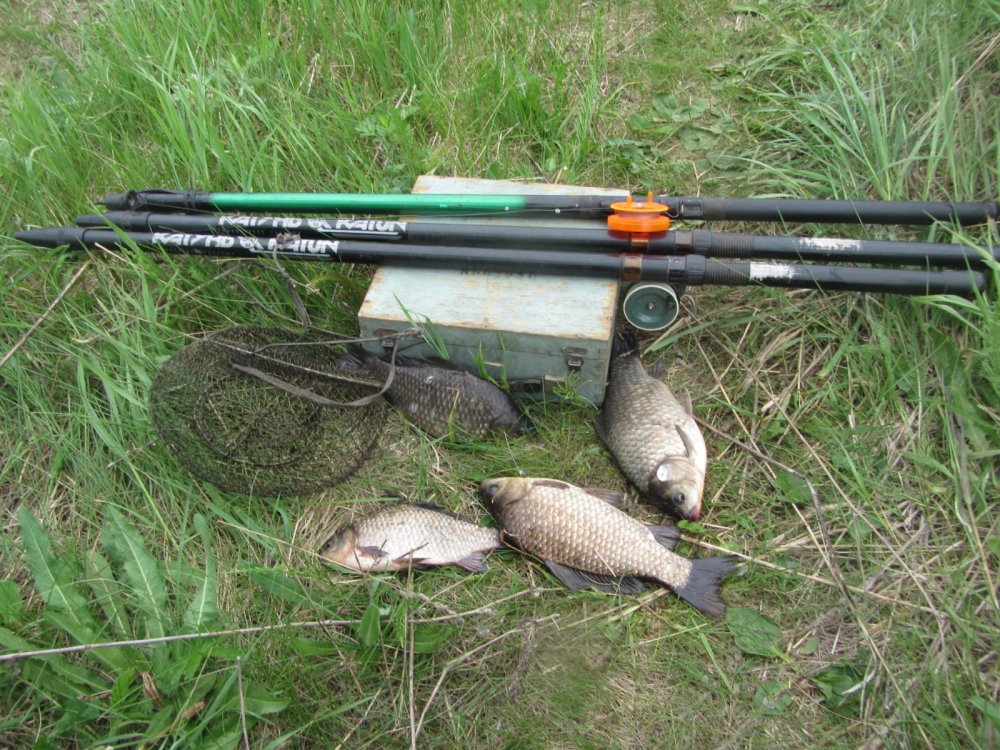 Непредсказуемый карась...