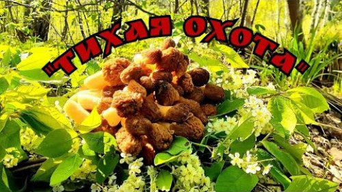 Первые грибы.  Сморчки.  Нашли семью бобров!