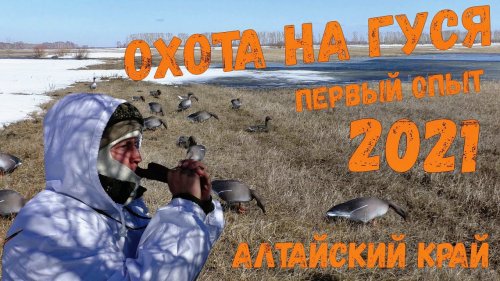 Охота на гуся в Алтайском крае. Первый опыт