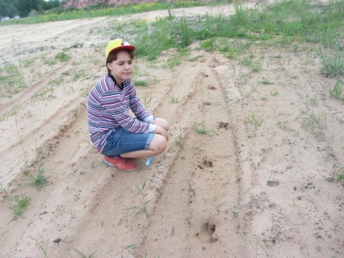 А кто был здесь  сегодня ночью, лось, кабан?