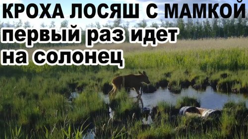 Кроха Лосяш с мамкой первый раз в жизни идет на солонец