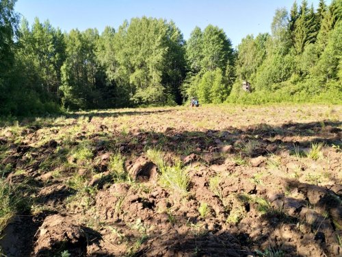 Овес посеян..теперь ожидание