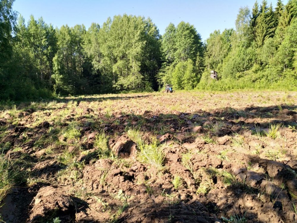 Овес посеян..теперь ожидание