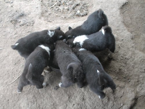 Банда щенков РЕЛ .