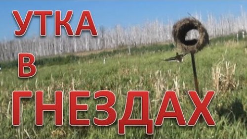 Утки в гнездах. Биотехния 2021