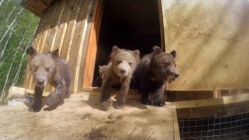 Интернат для медвежат