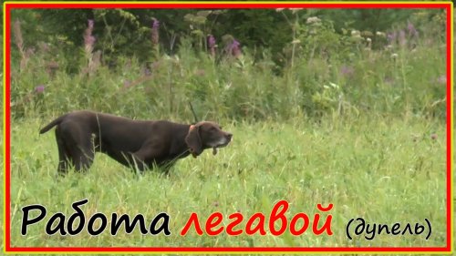 По ветру с легавой