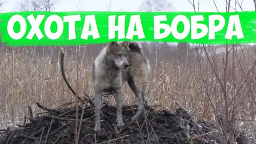 Охота на бобра 2019.Начало битвы ))