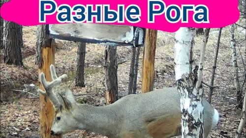 Самцы косули разного возроста