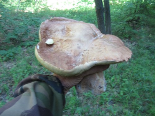Гриб-великан!