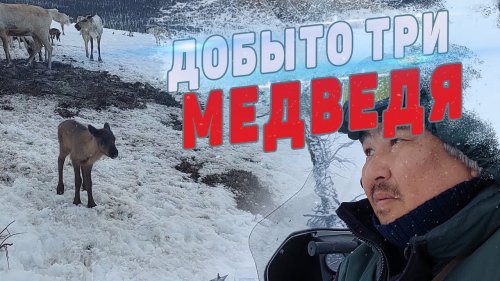 ДОБЫТО ТРИ МЕДВЕДЯ. ОБРАЩЕНИЕ К БРАКОНЬЕРАМ.
