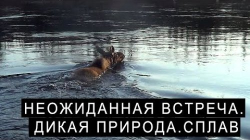 НЕОЖИДАННАЯ ВСТРЕЧА. ДИКАЯ ПРИРОДА. СПЛАВ.