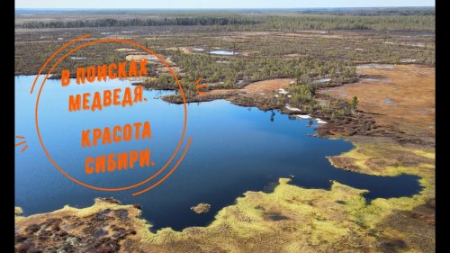 В поисках медведя. Красоты сибири.
