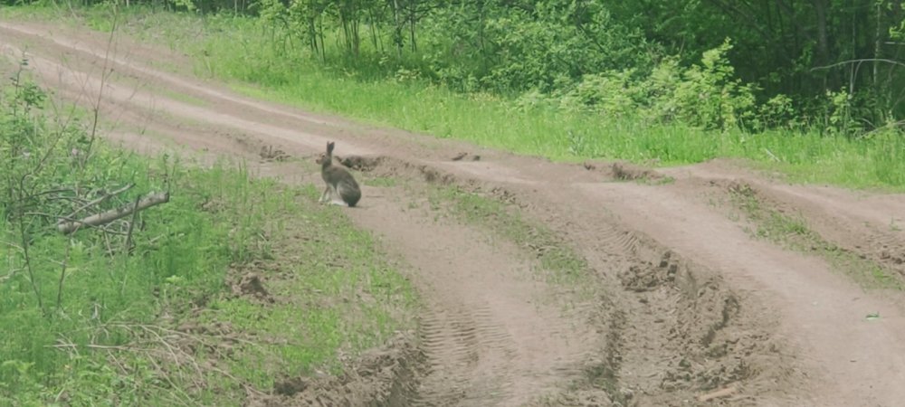 Зайчик отдыхает.