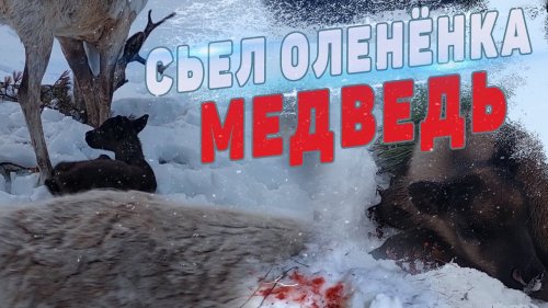 МЕДВЕДЬ СЬЕЛ ОЛЕНЁНКА. НЕ УСПЕЛИ...