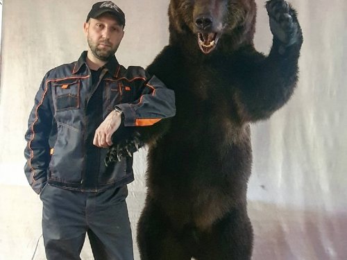 Камчатский бурый медведь.
