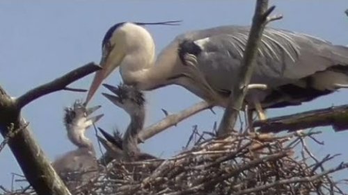 Серые цапли и их птенцы в начале лета. Grey herons and chicks | Nature world