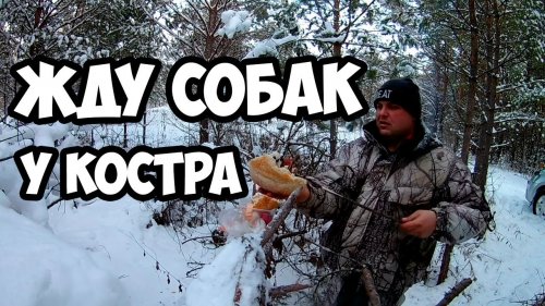 Пропала собака..КАК НАЙТИ ЛАЙКУ В ТАЙГЕ