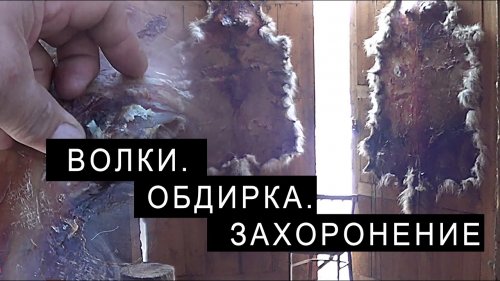 ОЛЕНЕГОННЫЕ ВОЛКИ. ОБДИРКА ШКУР И ЗАХОРОНЕНИЕ.