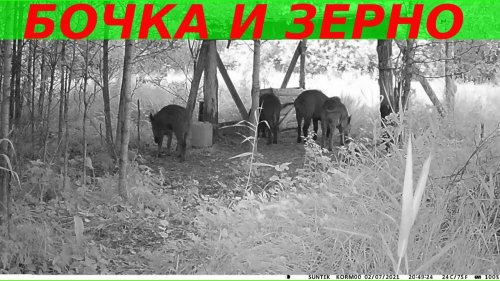 Кормушка для кабана из бочки