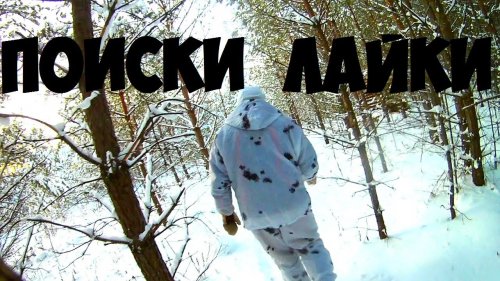 Еду с другом  искать охотничью лайку.Собака ушла по следу косуль и не вернулась