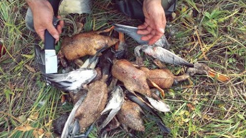 Охота на утку с подхода. Красивые кадры большой охоты. Стрельба в лет.