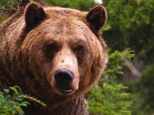 1 августа в Омской области начался сезон охоты на медведя