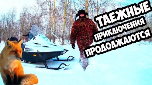 Снегоход тайга варяг 550 .Попалась лиса в капкан.Лосинные места.закрываю путик