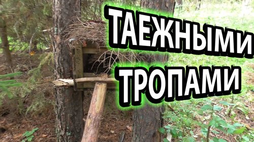 Таежные приключения.Впереди охота на соболя.Путик Кулемка Солонец Капкан на барсука и фотоловушка