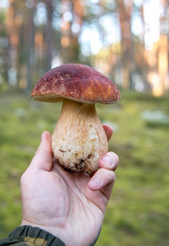 Боровичок.