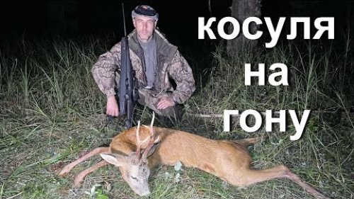 Охота на косулю, на гону.