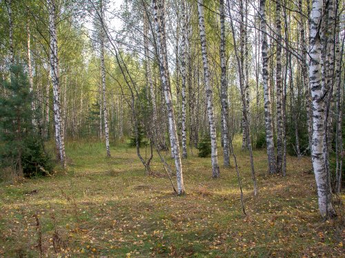 Лесная прогулка.