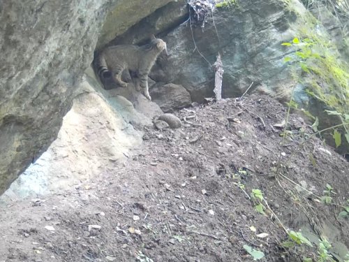 Лесной кот