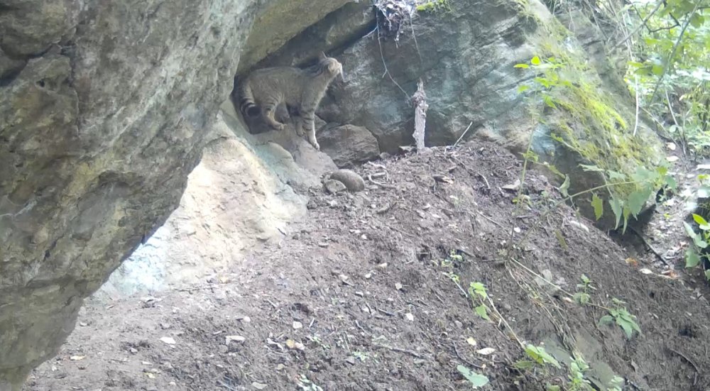 Лесной кот