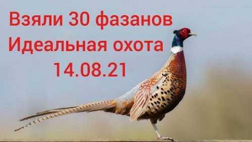 Взяли 30 ФАЗАНОВ! Идеальная охота 14.08.21