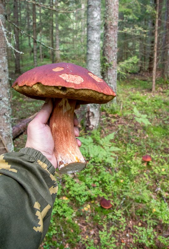Боровичок)