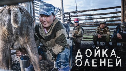 ДОЙКА ОЛЕНЕЙ В Якутии. Таёжные СЛИВКИ.