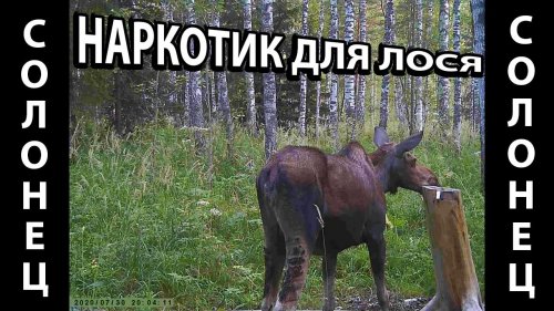 Лосиха с лосенком на солонце кадры с фотоловушки HC-802A