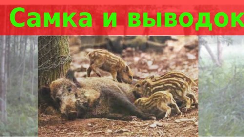 Кормушка для кабанов