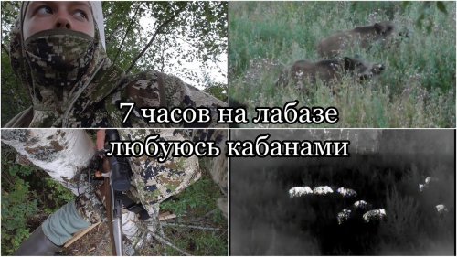 7 часов стоя на лабазе / Любуюсь кабанами на овсах / Рютинское ОХ ВОО