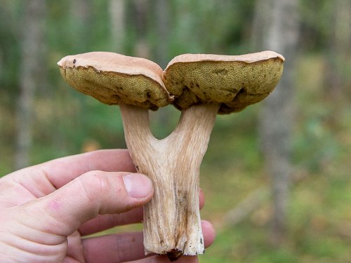 Мутант)