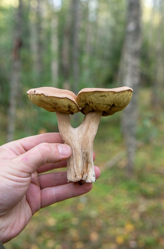 Мутант)