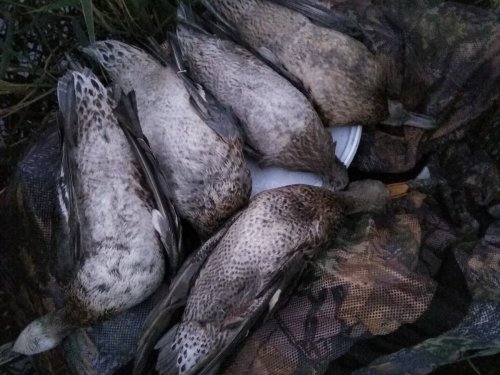 Вечерка на чирковом болотце