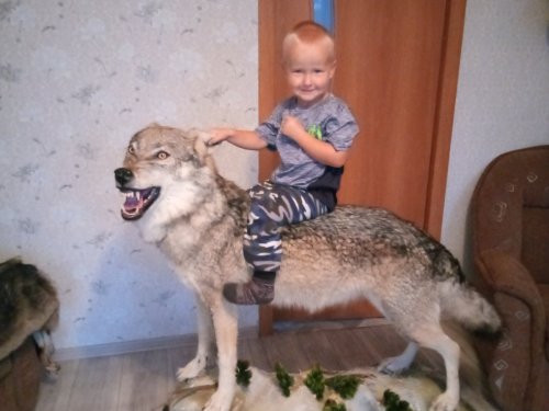 На сером волке.