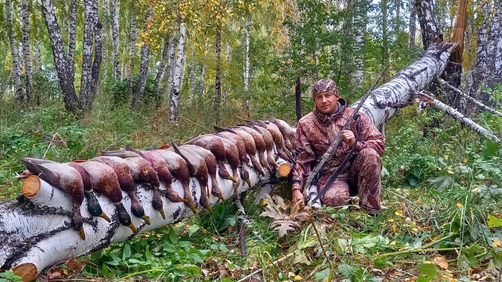 Отличная охота на крякву на полях!